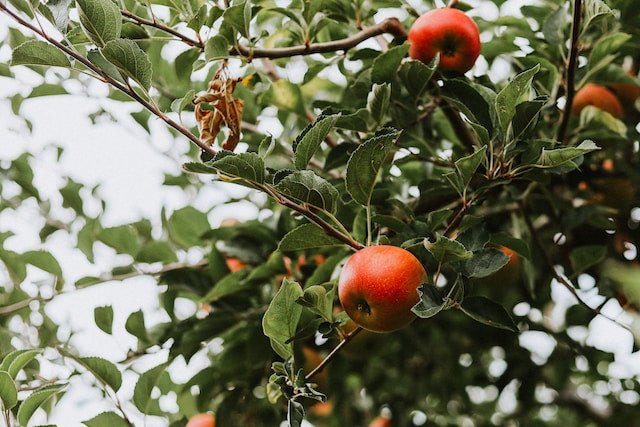Cider - TheKegCru.ie